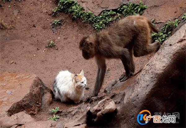 昆明动物园回应猴群与流浪猫共处 群猴和流浪猫相处和谐