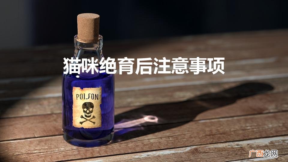 猫咪绝育手术后注意事项 猫咪绝育后注意事项