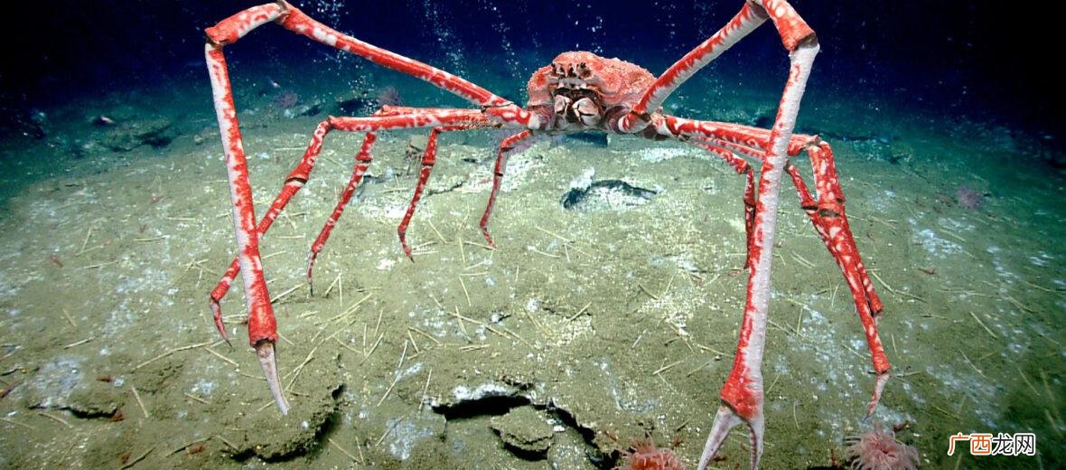 地球上长相最恐怖的10种生物 全世界恐怖生物排名