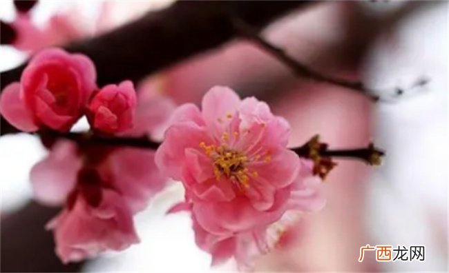 容易招惹烂桃花的手相特征是什么