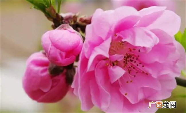 容易招惹烂桃花的手相特征是什么