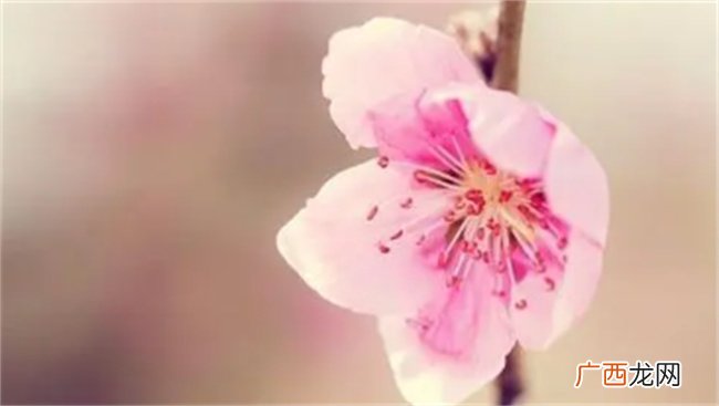 容易招惹烂桃花的手相特征是什么