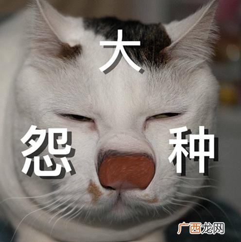 大冤种是表达爱意吗 冤种是什么意思网络用语