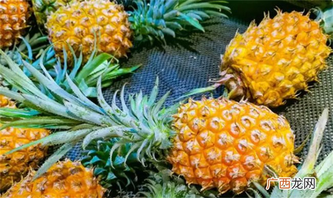?菠萝长在哪里 菠萝的形态特征