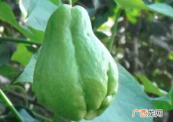 佛手瓜致癌是真的吗
