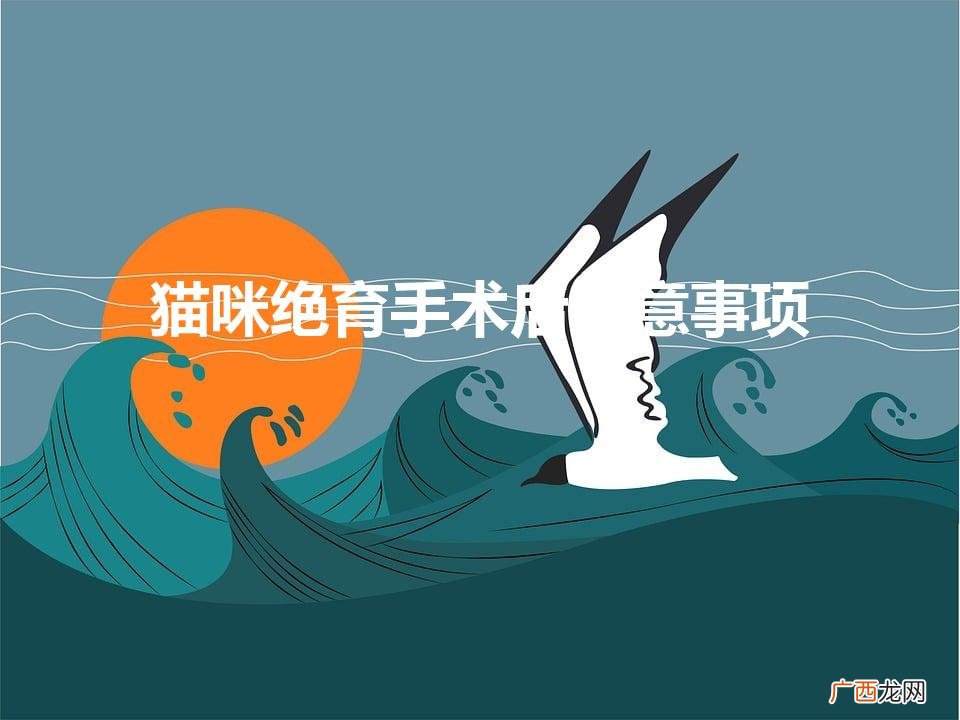 猫咪绝育后注意事项 猫咪绝育手术后注意事项