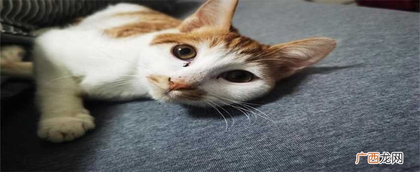 猫不爱吃饭怎么办 猫咪不吃东西怎么办