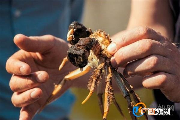 比利时设陷阱诱捕300万只大闸蟹 诱捕的方式是什么