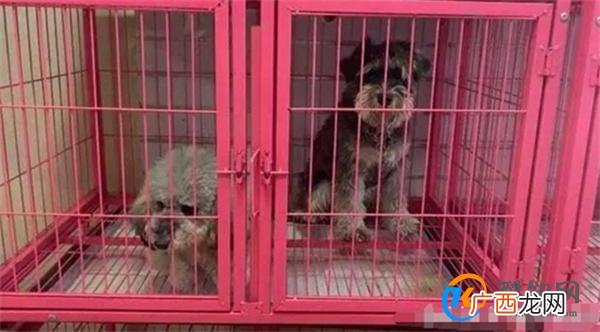 春节前宠物寄养“一窝难求” 春节宠物寄养价格飙升