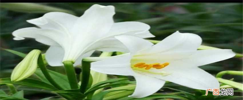 生日送什么鲜花合适其实 参加生日可以送什么花最适合