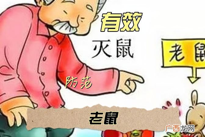 了解老鼠日常行为，掌握驱除方法 老鼠白天躲在哪儿