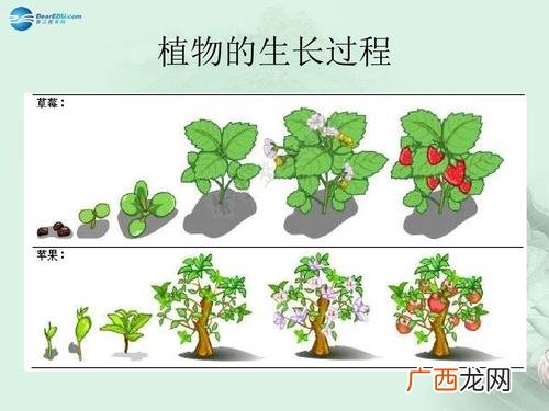 植物需要什么样的土壤 植物生长需要什么条件