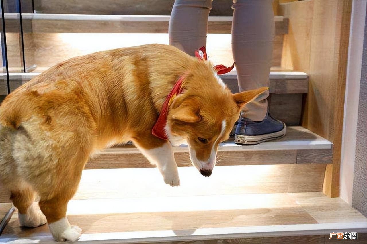 不养柯基犬的原因 养狗为什么最好不要选择柯基犬