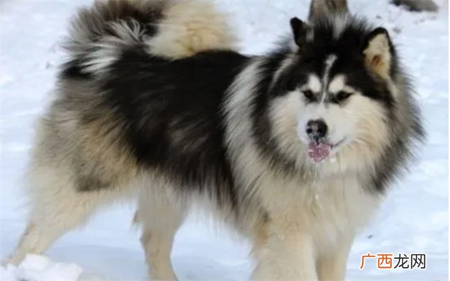 ?成年的阿拉斯加雪橇犬怎么喂养，雪橇犬是什么狗