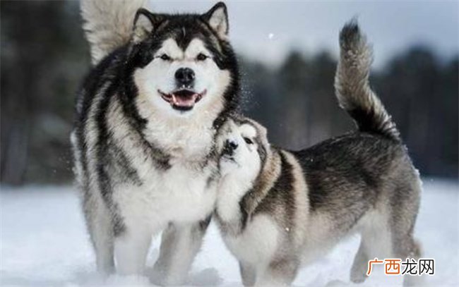 ?成年的阿拉斯加雪橇犬怎么喂养，雪橇犬是什么狗