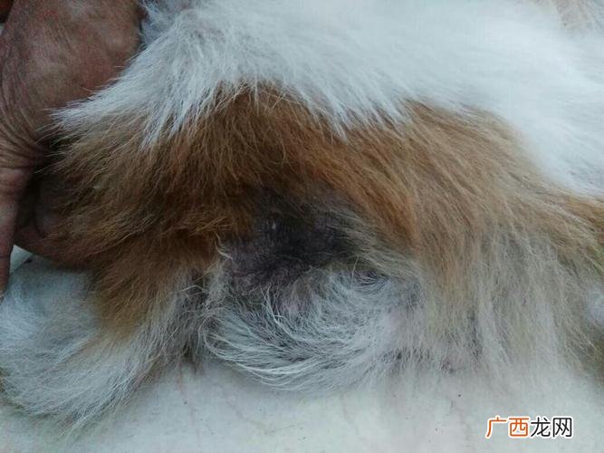 狗狗屁股红肿鼓起大包是什么原因引起的 狗狗屁股红肿鼓起大包什么原因