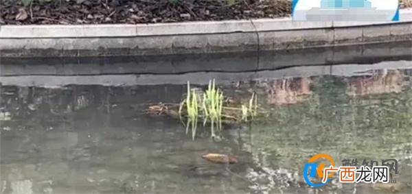 花60元门票在景区看臭水沟 景区臭水沟的形成因素