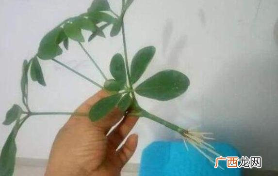 如何移栽才能提高成活率 水培生根后转土培的方法图
