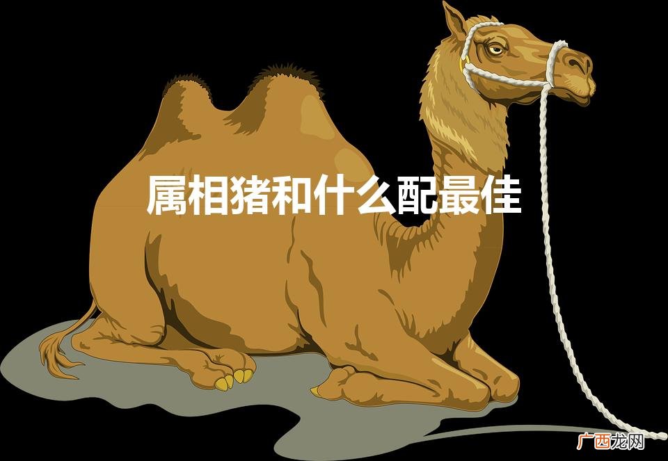 猪与什么属相配最好 属相猪和什么配最佳