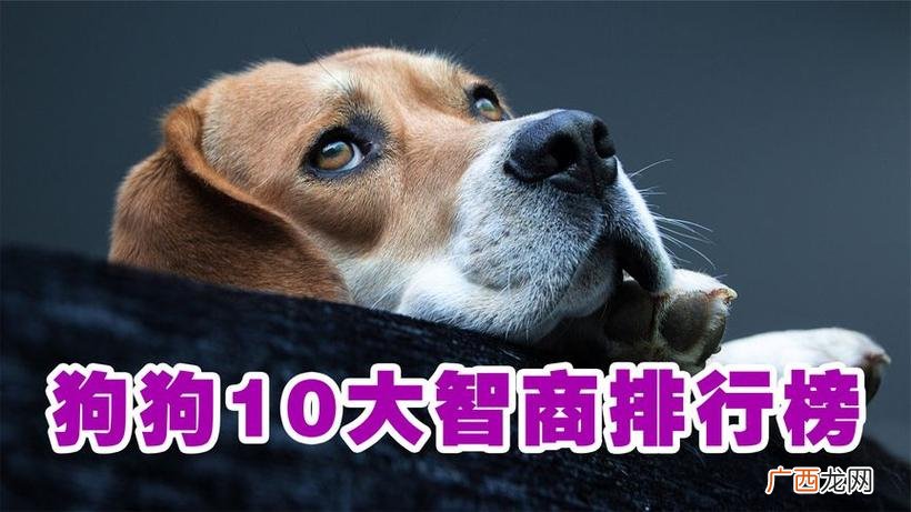 狗智商是如何衡量的 什么狗智商排第一
