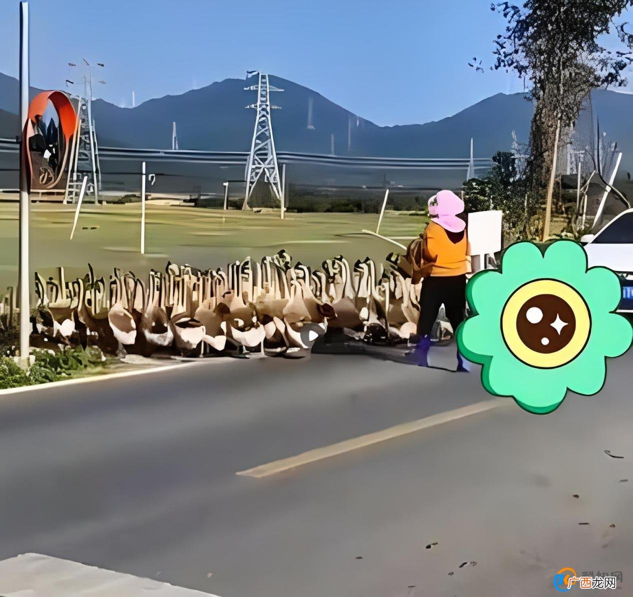 想破头也不知道堵车原因是800只鹅 凸显交通问题