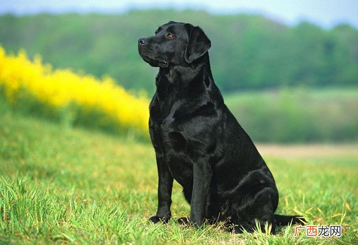 拉布拉多犬的价格范围是多少 拉布拉多价格表
