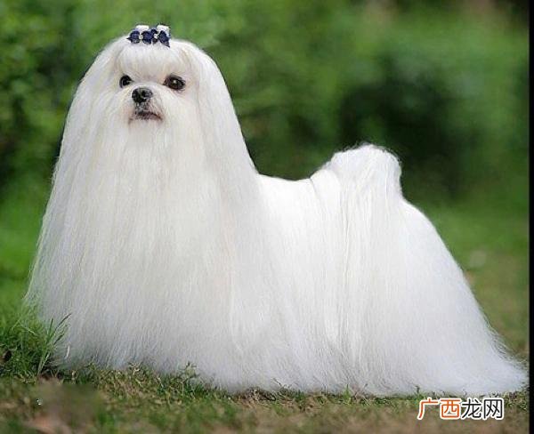 小型犬最佳饲养选择 十种最好养的小型犬