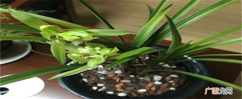家里种的兰花只长叶不开花是什么原因?