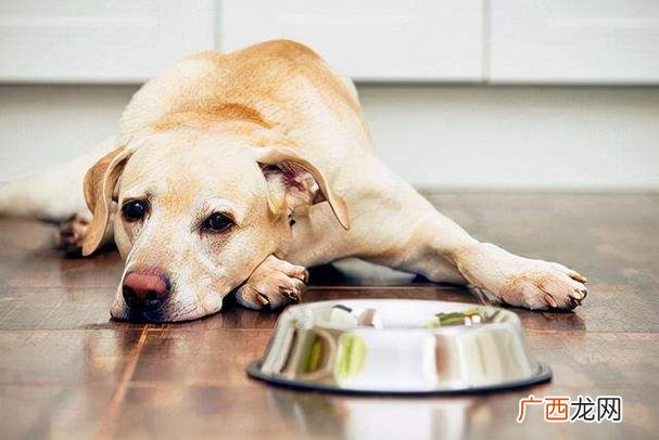 狗狗不吃东西的原因可能是什么 狗狗厌食不吃东西是什么原因