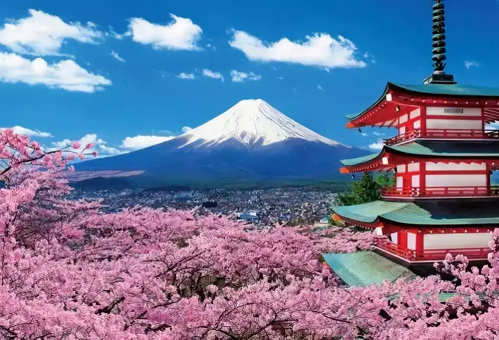 日本的国花是什么花?为什么不是樱花? 日本的国花是什么花