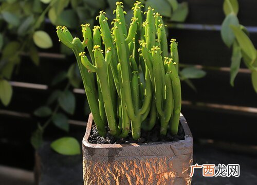 哪些品种多肉植物有毒谨慎购买 致癌多肉有哪些