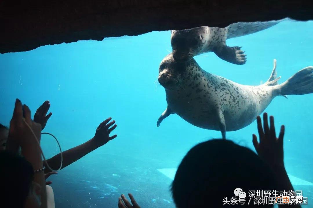 海狮和海豹的区别图片大全大图 海狮和海豹的区别