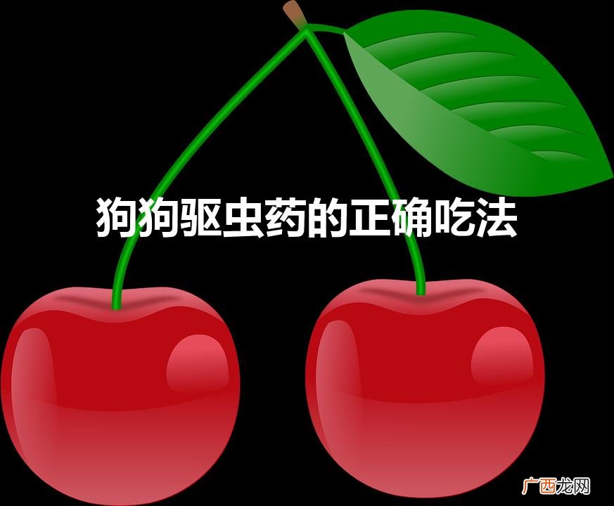 狗狗驱虫药怎么吃 狗狗驱虫药的正确吃法