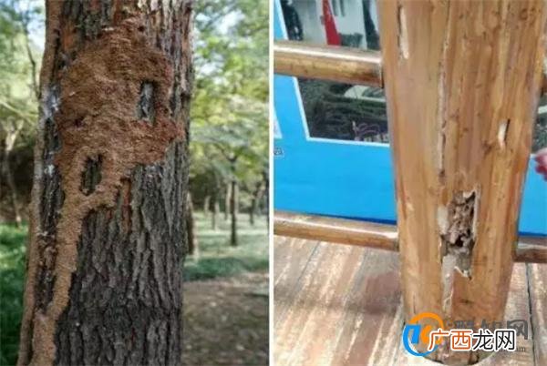 杭州152户人家出现密集白蚁 遇到白蚁怎么办