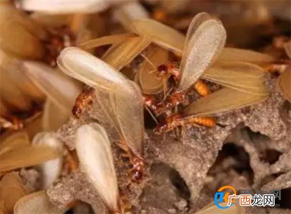 杭州152户人家出现密集白蚁 遇到白蚁怎么办