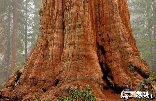 最大树高达33米树龄3000年 世界上最大的树是什么树
