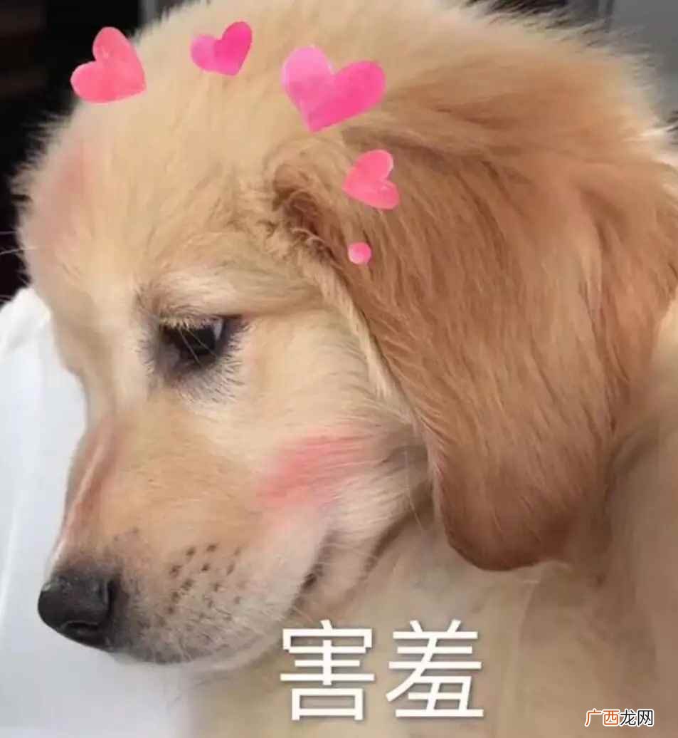 害羞的近义词是什么