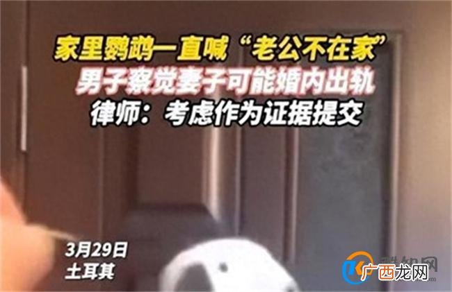 鹦鹉喊老公不在家男子察觉妻子出轨 出轨的影响