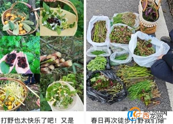 大妈连吃7天野菜吐血晕厥 食用野菜的注意事项