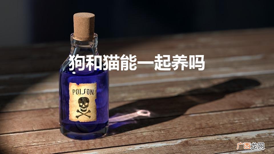 狗和猫能一起养吗（猫狗同养禁忌)