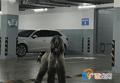 女子在小区车库遇到1米多高阿富汗猎犬 遇到猎犬怎么办