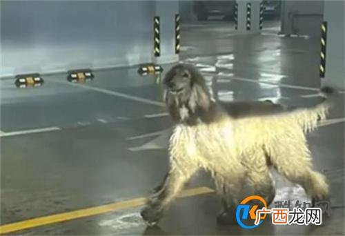 女子在小区车库遇到1米多高阿富汗猎犬 遇到猎犬怎么办