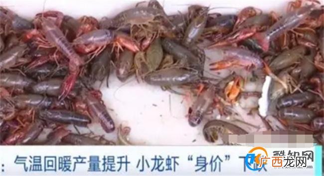 小龙虾身价暴跌 小龙虾价格为何暴跌