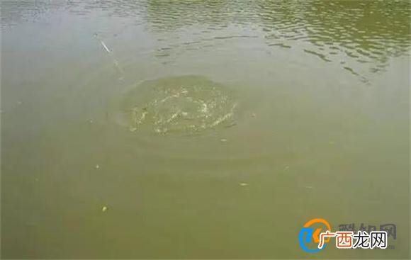 江西一水库水面惊现8米大圆气泡 气泡形成原因