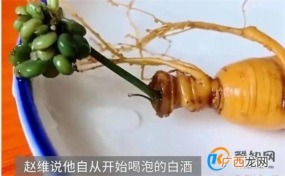 人参泡酒15年后竟复活 人参泡酒复合过程