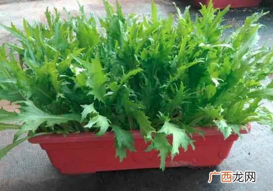 苦菊是什么
