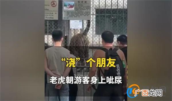 东北虎往游客身上滋尿 观虎需保持距离