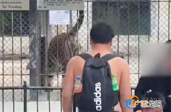 东北虎往游客身上滋尿 观虎需保持距离